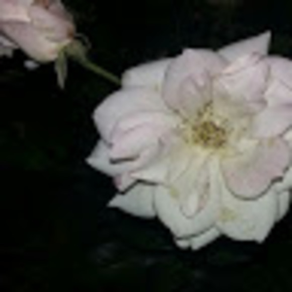 sophieluvday70